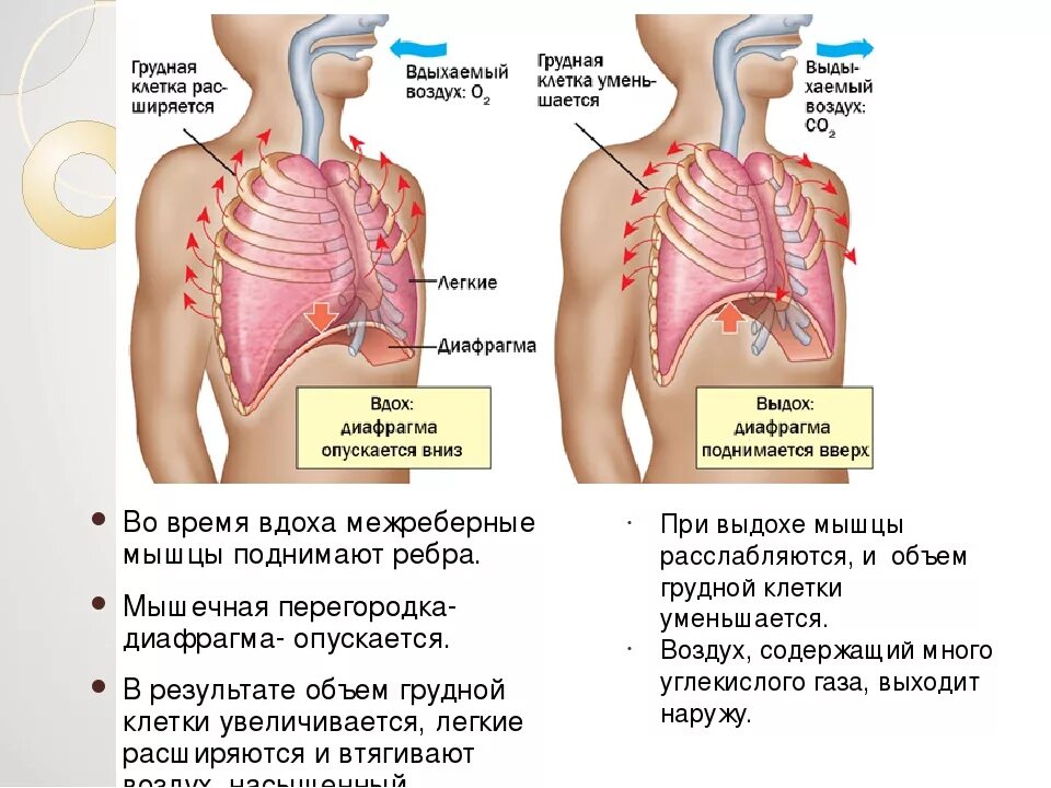 Покалывание при вдохе. Дыхание грудной клеткой. Больно при вдохе в грудной клетке.