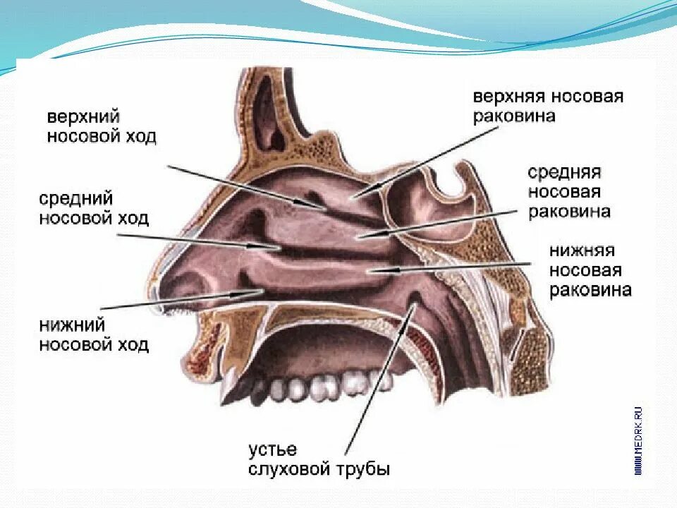 Латеральная стенка решетчатой кости. Носовые раковины и носовые ходы. Средний и нижний носовой ход. Верхнечелюстная пазуха сообщается с носовым ходом. Верхний средний нижний носовые ходы.
