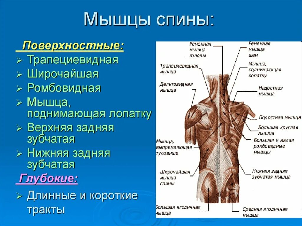 Части поясницы