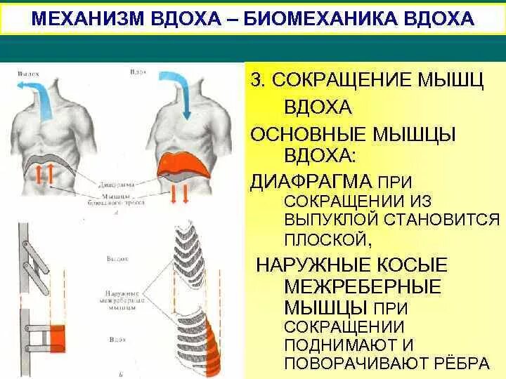 Биомеханика дыхательных движений вдоха и выдоха. Внешнее дыхание механизм вдоха и выдоха. Наружные межреберные мышцы дыхание. Сокращение дыхательных мышц.