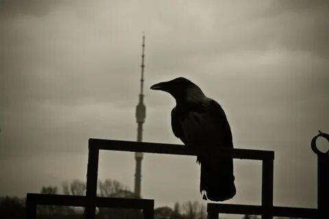 Ворон город
