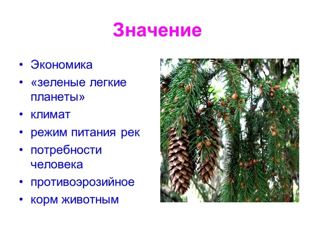Какое значение голосеменных в природе назовите одно. Отдел голосеменные биология 6 класс. голосеменные растения презентация. разнообразие представителей голосеменных растений. значение голосеменных растений.