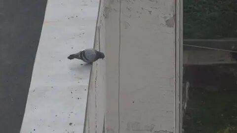 Голуби стоят на месте
