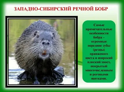 Бобер в красной книге
