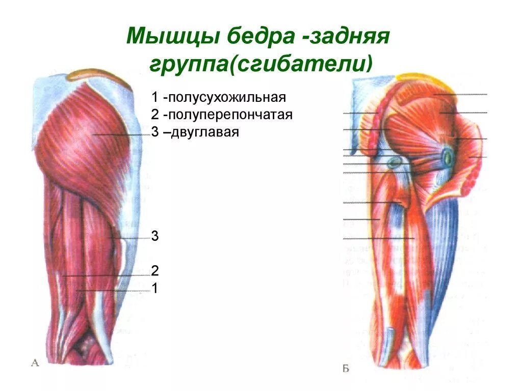 Мышцы сгибающие ногу в коленном суставе. Задняя группа мышц бедра анатомия. мышцы сгибатели тазобедренного. мышцы сгибатели и разгибатели бедра. мышцы сгибатели бедра анатомия.