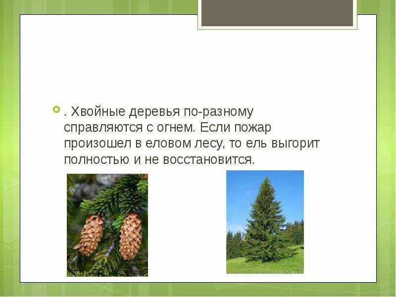 Число хвойных. Особенно хороша ель в лесу на свободе. Когда появляется хвойный лес после пожара. Посему горевшие хвойные леса становятся красным. Есть хвойный вид пожара.