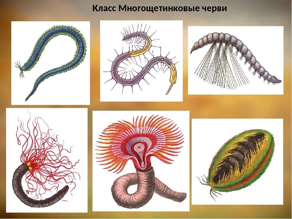 Многощетинковые черви полихеты. Тип кольчатые черви класс многощетинковые. Класс кольчатых червей Тип многощетинковые. Многощетинковые кольчатые черви представители.