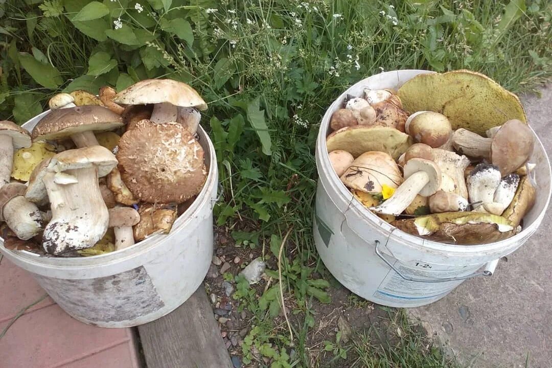 Маслята в лесу. Грибы в красноярске. Грибы красноярского края. Есть грибы в красноярске. Есть грибы в красноярске.
