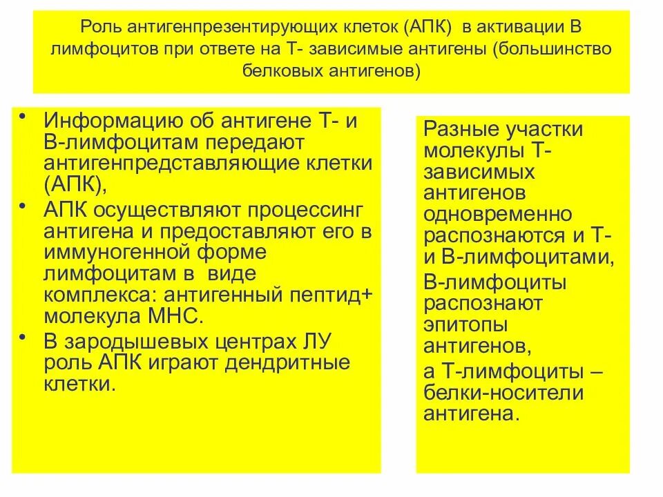 Т зависимые. АПК клетки гуморального иммунитета. Функции АПК иммунология. Роль антигенпрезентирующих клеток. Антигенпрезентирующие клетки (АПК).