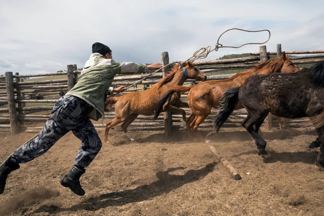 делают кобылам. делают кобылам. делают кобылам. делают кобылам. питание лошадей.