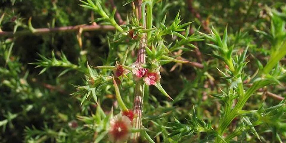 Солянка трава. Salsola ruthenica. . курай (солянка холмовая). солянка обыкновенная сорняк. солянка сорная растение.