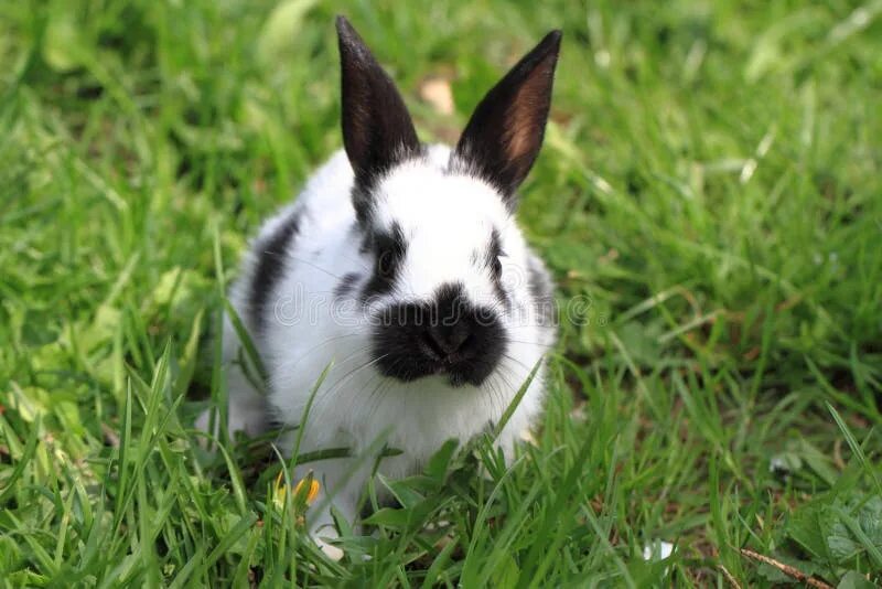 Черный кролик на английском. Белый кролик в траве. Черный и белый кролик на траве. Черный кролик с морковкой. Черный и белый кролик.