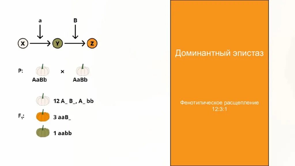 Расщепление латынь. Доминантный эпистаз 12 3 1. Доминантный эпистаз расщепление 12 3 1. 12 3 1 Расщепление эпистаз. Расщепление доминантныц жпистащ.