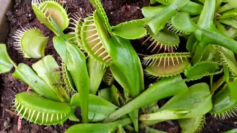 24 plants