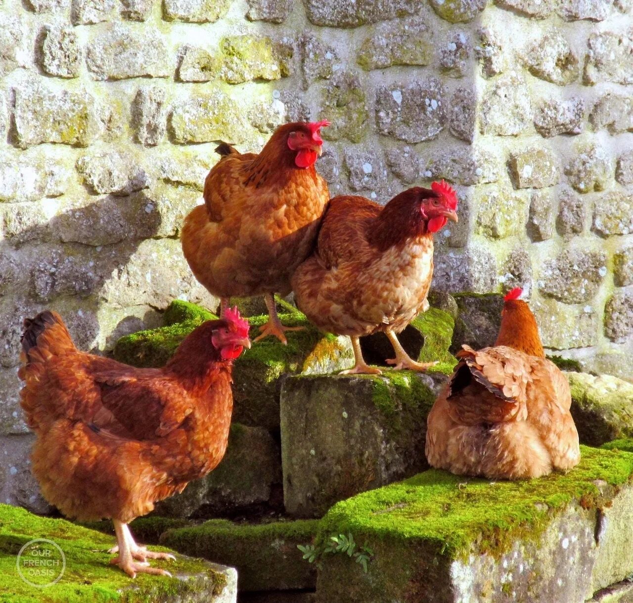 5 chickens