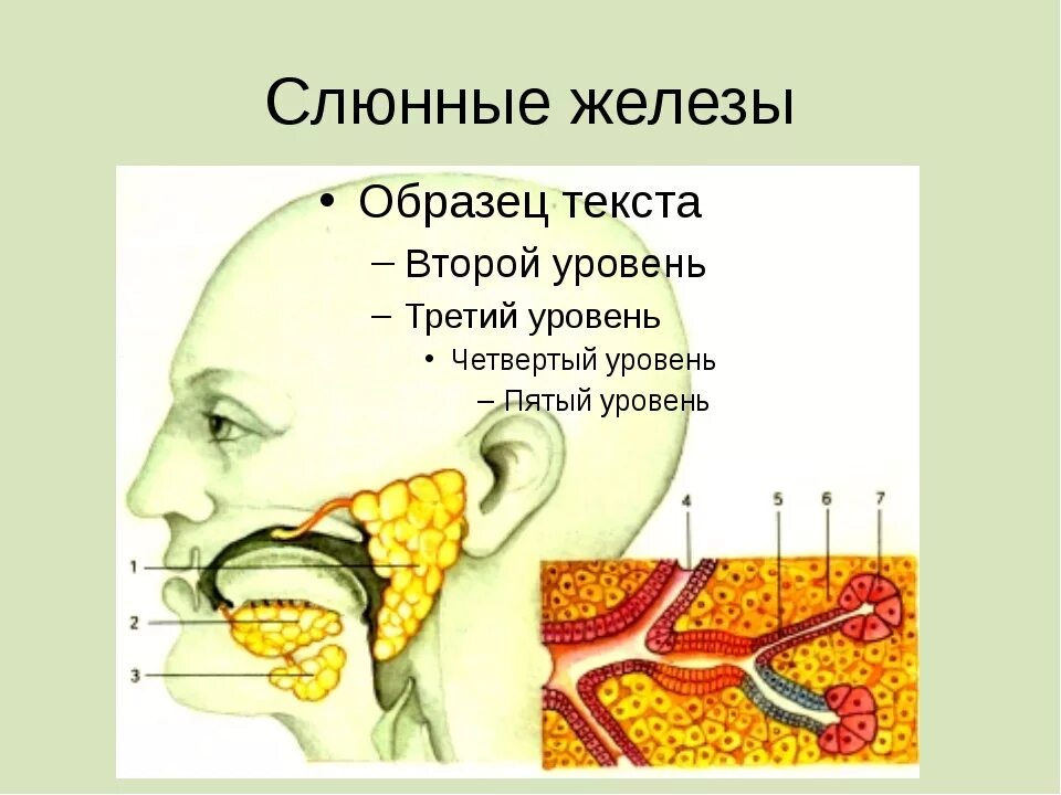 Какой врач лечит слюнную железу. Какой врач лечит слюнную железу