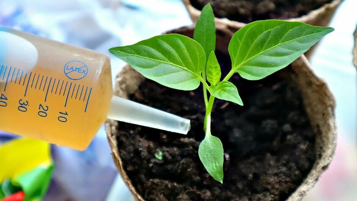 Посадка перца в открытый грунт. Перекормил рассаду перца. Подкормка перцев. Перец в огороде. Рассада перца клаудио.