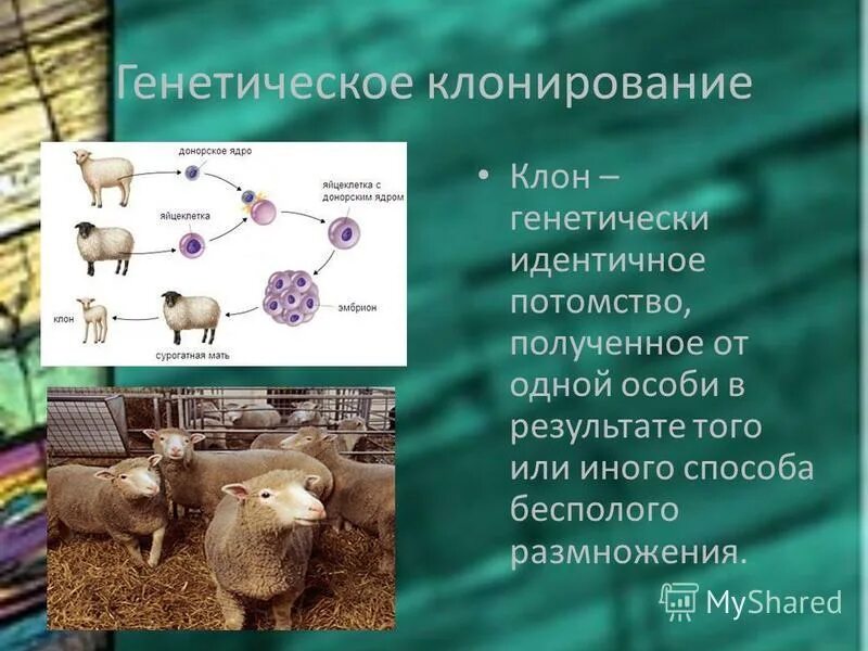 методы селекции животных презентация 11 класс