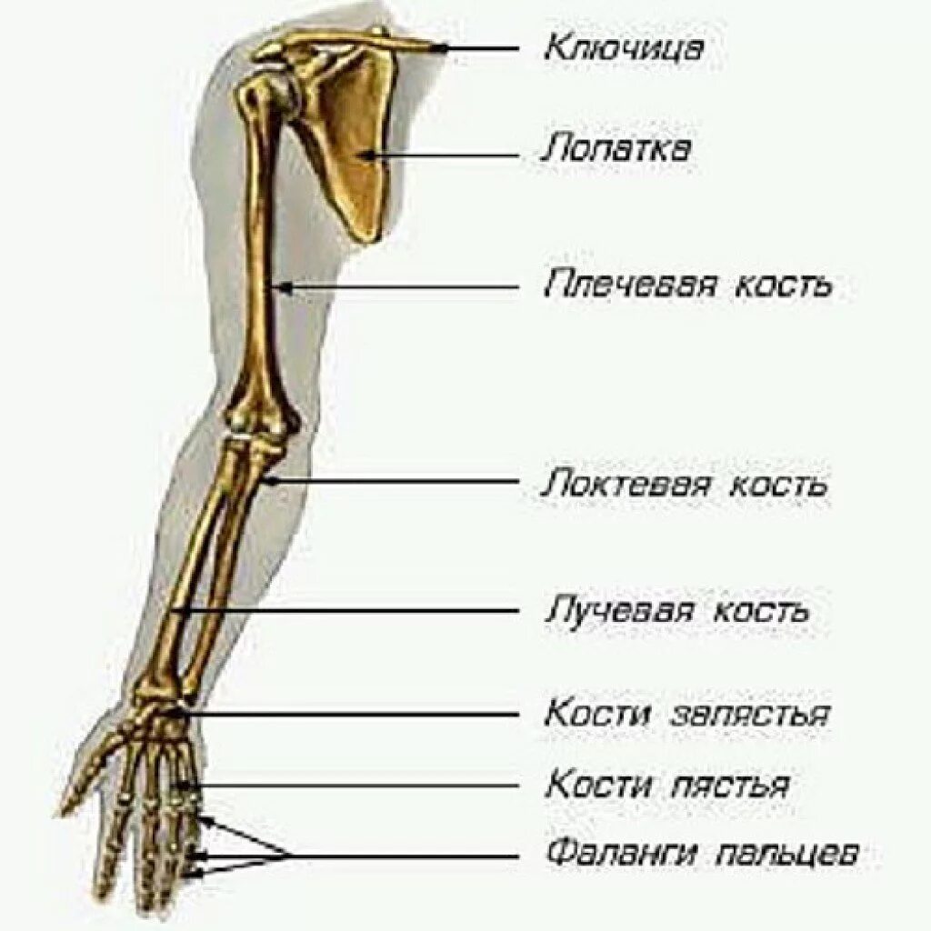Строение скелета верхней конечности анатомия. Название костей руки у человека. Рука анатомия строение кости. Скелет руки человека с названием.
