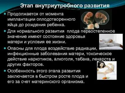 Внутриутробное развитие плода кратко