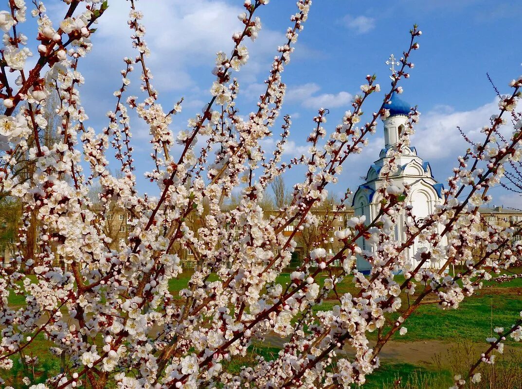 Цветущий абрикос дерево фото. Урюк Узбекистан цаетние. Цветущий абрикос дерево. Абрикос зацвел. Урюк цветет.