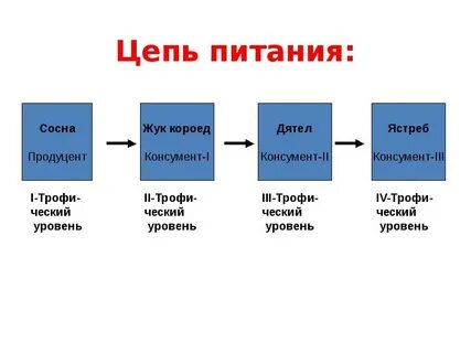 Пищевые цепи 9 класс биология презентация