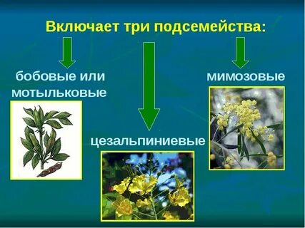 Три растения бобовые