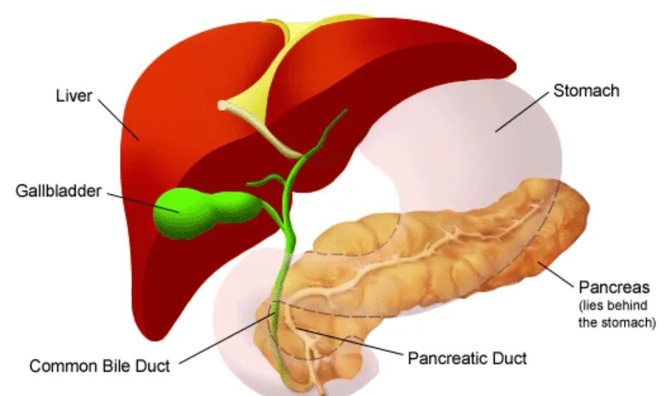 Желудок печень поджелудочная железа желчный пузырь. Дискинезия желчевыводящих путей анатомия. Печень и желчный пузырь. Желчный пузырь и желчевыводящие пути. Печень и желчевыводящие пути.