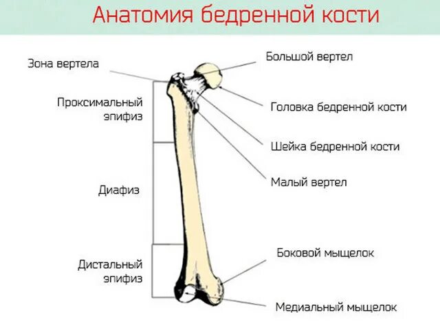 Проксимальный медиальный. Структуры дистального эпифиза бедренной кости:. строение дистального эпифиза бедренной кости. проксимальный перелом бедра. структуры проксимального эпифиза бедренной кости:.