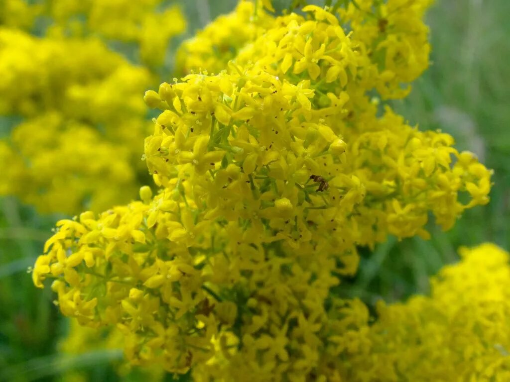 Воздух пахнет медом. Подмаренник (Галиум). Подмаренник (Galium Verum). Подмаренник желтый настоящий. Подмаренник жёлтый (Galium Verum l.).