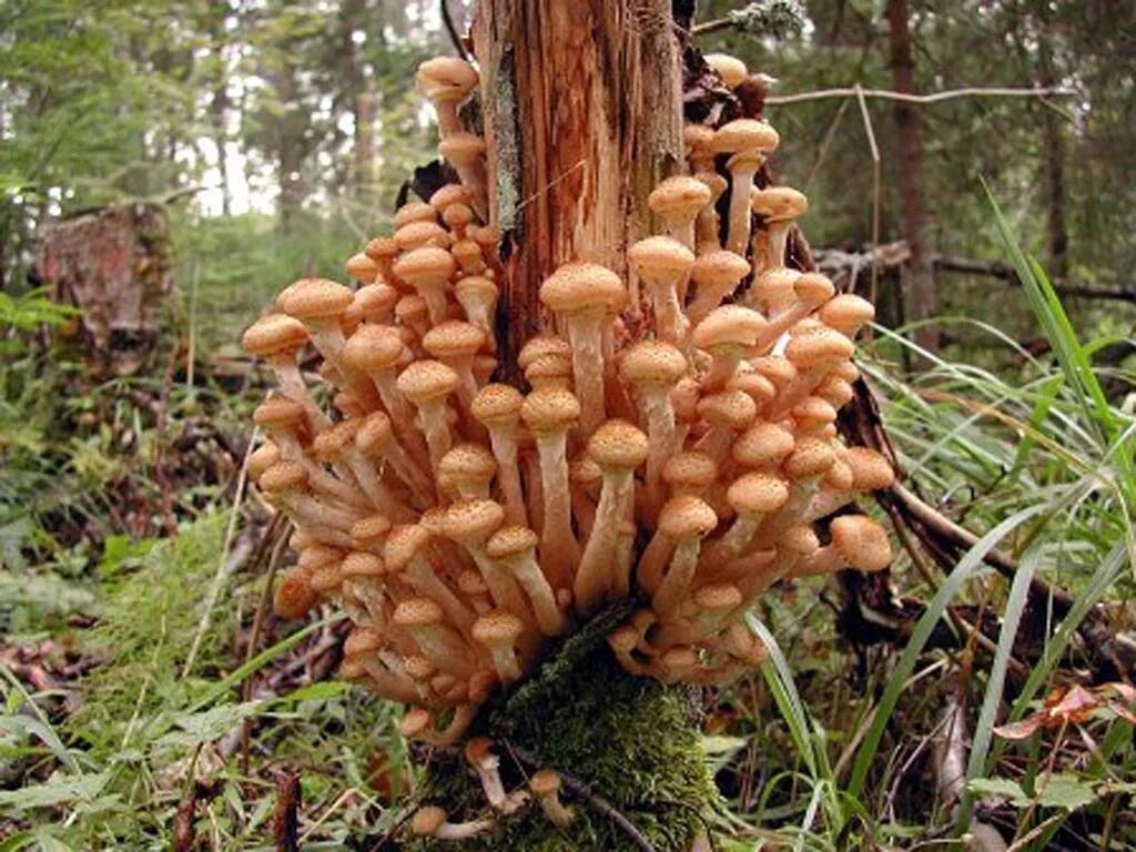 грибы опята питающиеся мертвыми. опёнок осенний (armillaria mellea). опята сибирские. грибы опята питающиеся мертвыми. опята пеньковые осенние.