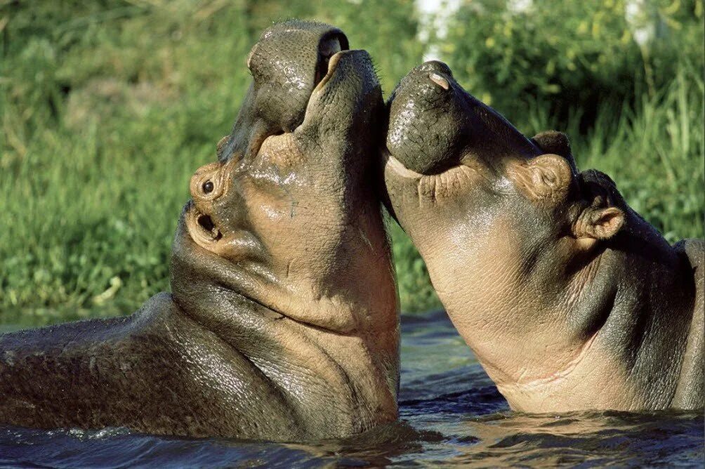 довольный бегемот. обезьяны смешнее чем бегемоты перевод. бегемот hippo. бегемот бегемотиха и бегемотик. нильский бегемот.