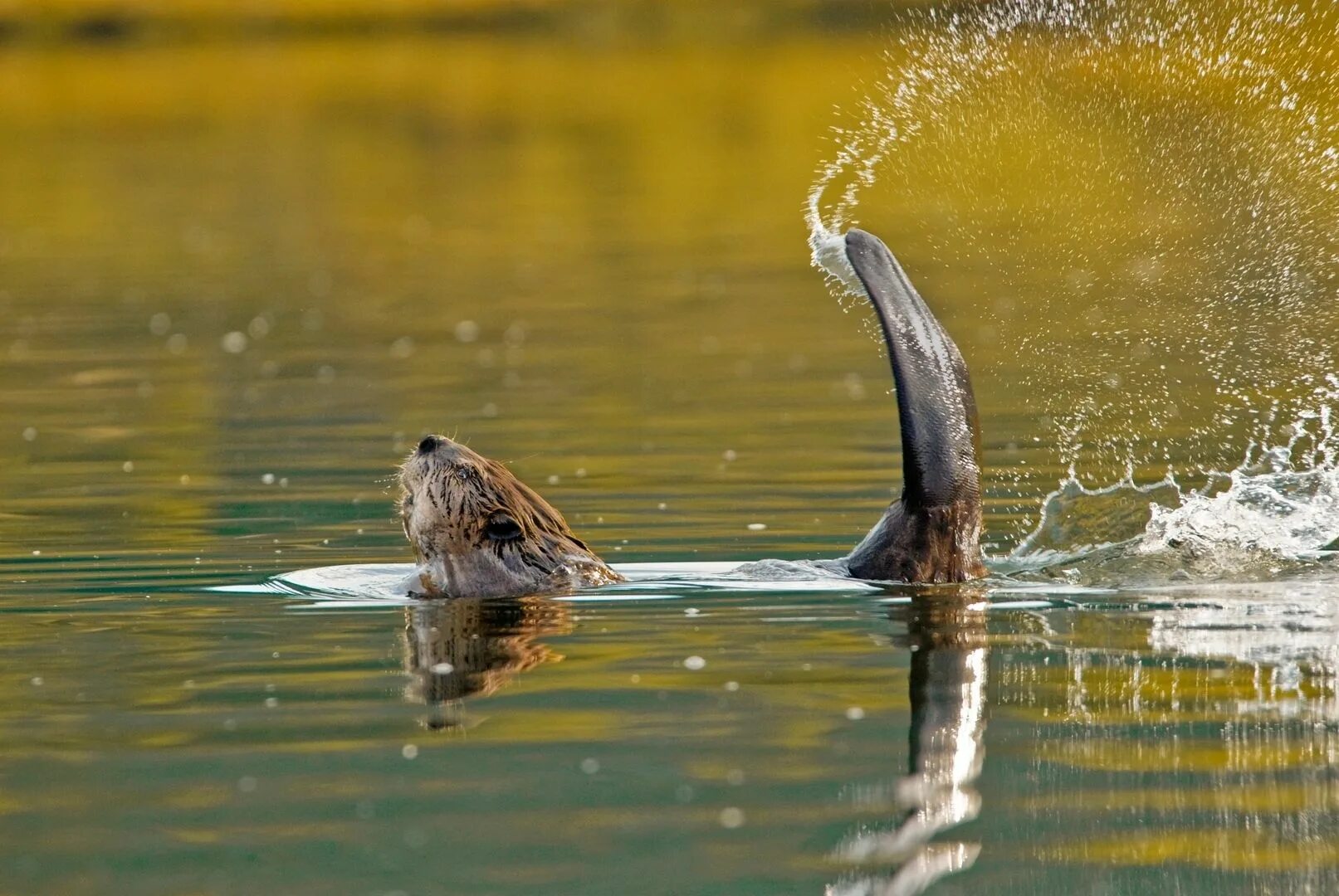 Желтопузик ящерица. Бить хвостом. Хвост кошки. Хвост кошки. Коты теги.