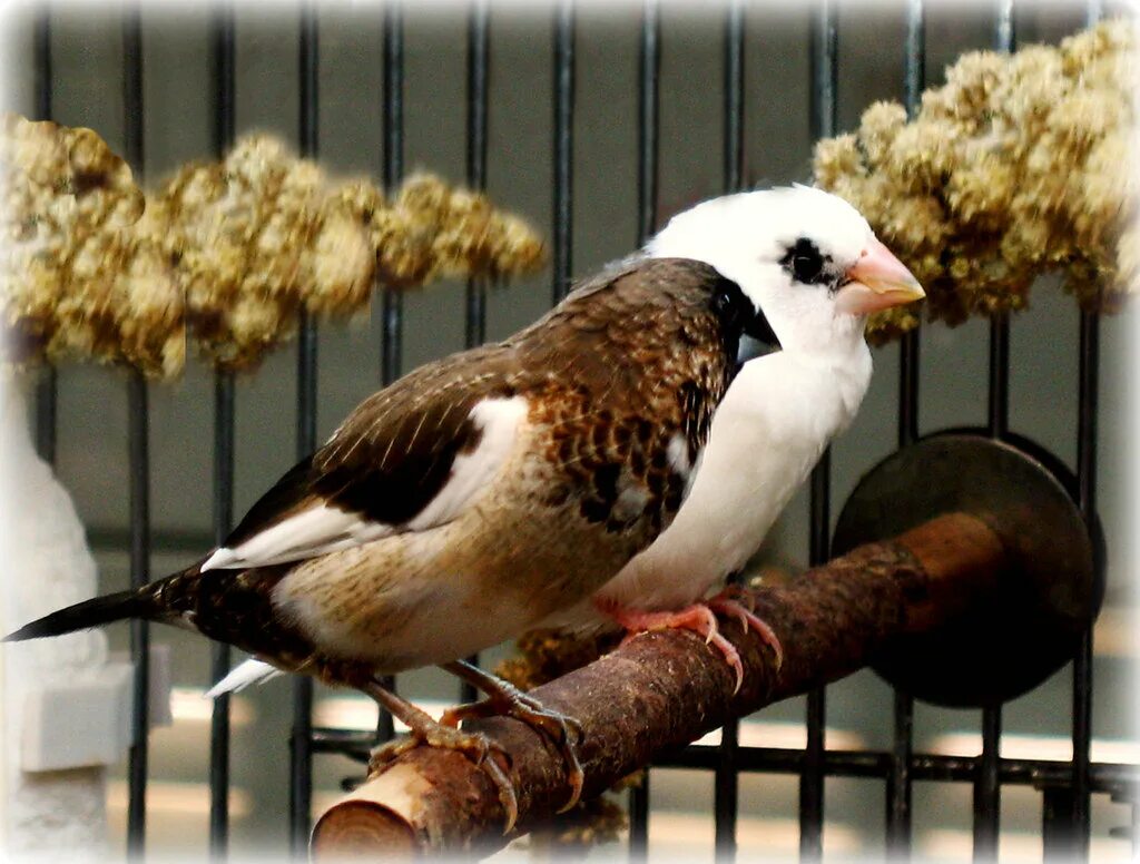 Совы и жаворонки люди. Плюсы и минусы птиц. Плюсы и минусы птиц. Минус-плюс. Значение птиц.