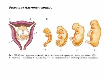 Класс млекопитающие развитие зародыша