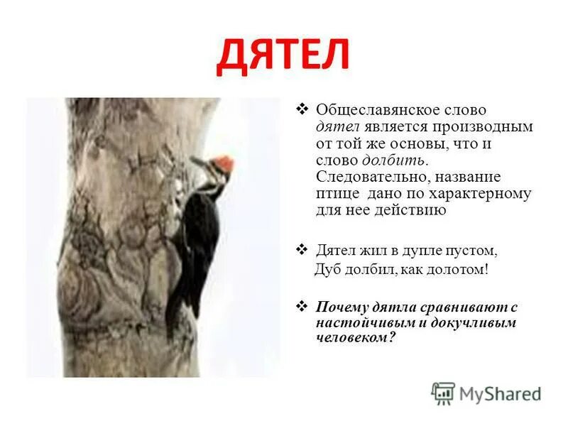 Дятел формы слова. Дятел формы слова. Дятел формы слова. Дятел с надписью. Дятел схема.
