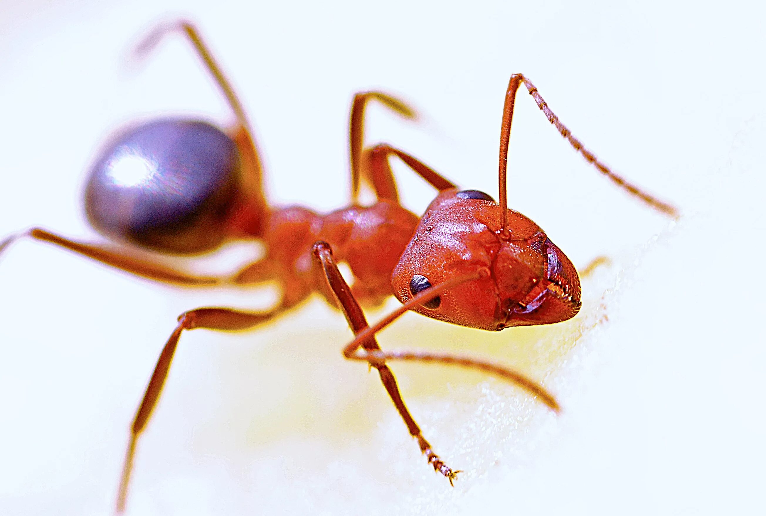 Красный Огненный муравей. Saltator муравей. Красные муравьи. Муравей Марикопа.