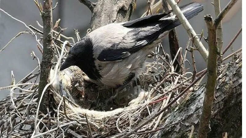Птицы весной вьют. Гнездо птицы вьют гнезда. Птицы которые вьют гнезда на деревьях. Птицы вьют гнезда весной.