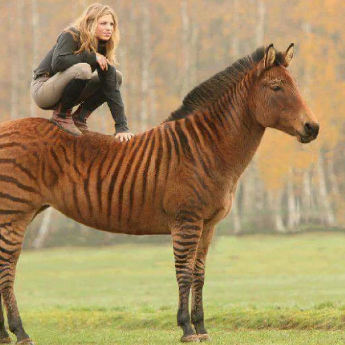 зеброид – гибрид зебры и осла. зорс гибрид. зеброид зебра и пони. зеброид гибрид. зеброид гибрид.