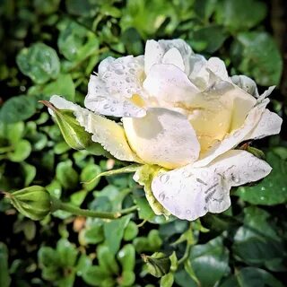 Rose noble