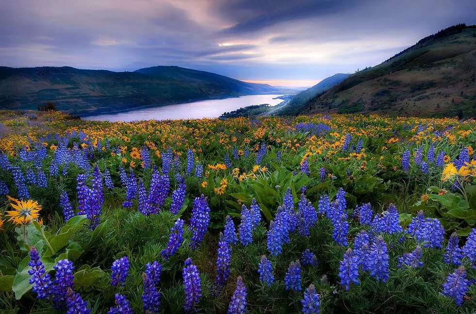 Горные травы. Красота растений. Цветочный пейзаж. Голубые горные цветы.