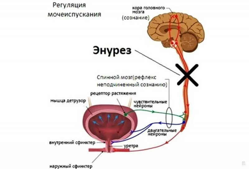 Энурез у мужчин причины. Механизм регуляции мочеиспускания. Иннервация мочевого пузыря схема. Схема регуляции акта мочеиспускания. Схема рефлекторной дуги акта мочеиспускания.