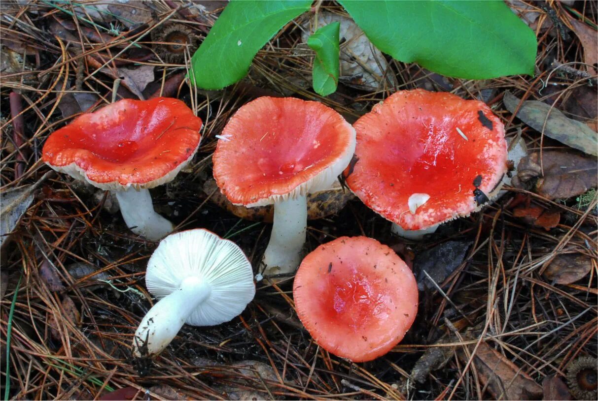 Гриб сыроежка розовый. Грибы Russula emetica. Сыроежка жгучеедкая несъедобная. Гриб сыроежка жгучеедкая. Сыроежка красная.