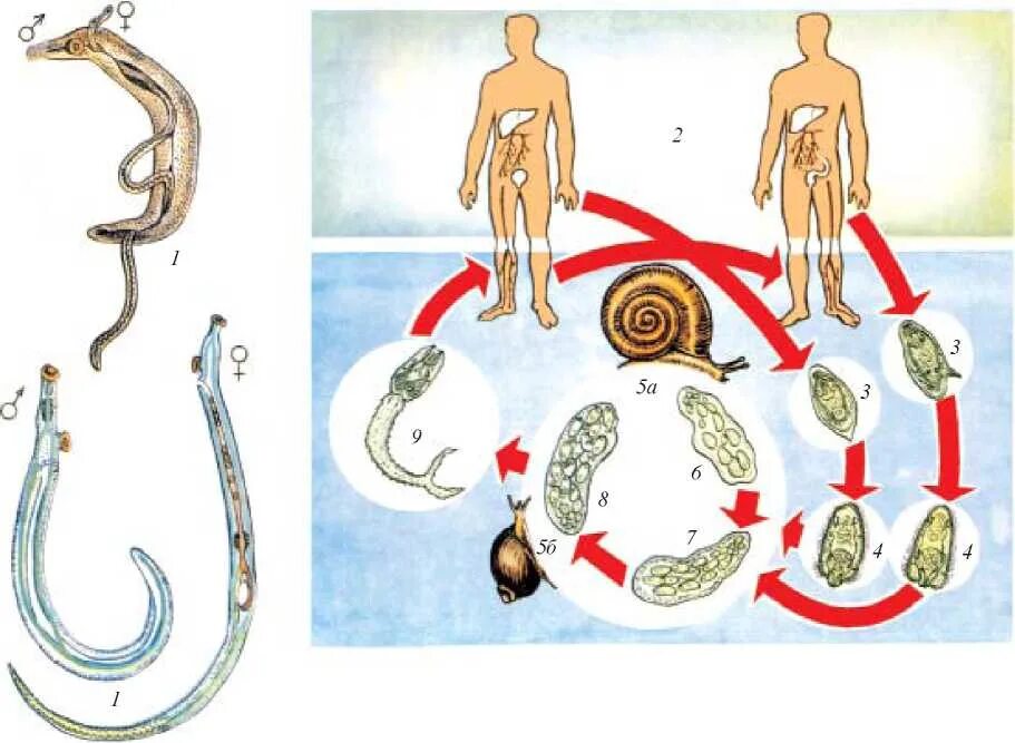 Жизненный цикл шистосомы. Schistosoma haematobium жизненный цикл. Schistosoma mansoni жизненный цикл. Жизненный цикл кровяного сосальщика схема.
