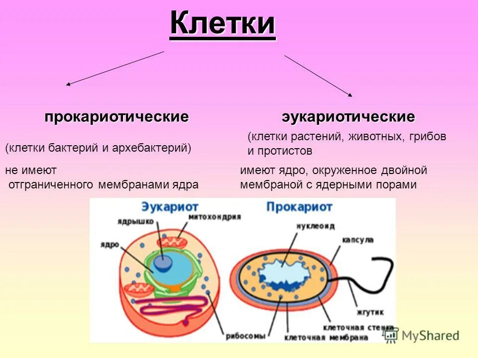 Оболочку клетки называют. Ядро эукариотической клетки и прокариотической клетки. строение ядра прокариотной клетки. прокариотические клклетки имеют. прокариотические клетки имеют.