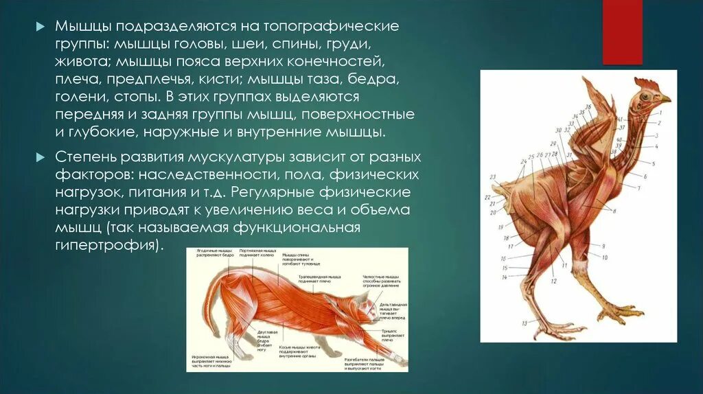 Строение мышц животного. Мышцы животного. миология анатомия животных. строение мышц животных.
