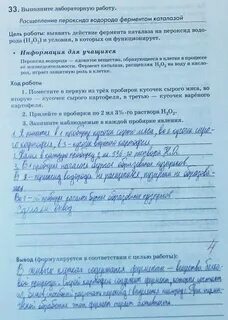 Лабораторная работа по биологии фермент каталаза