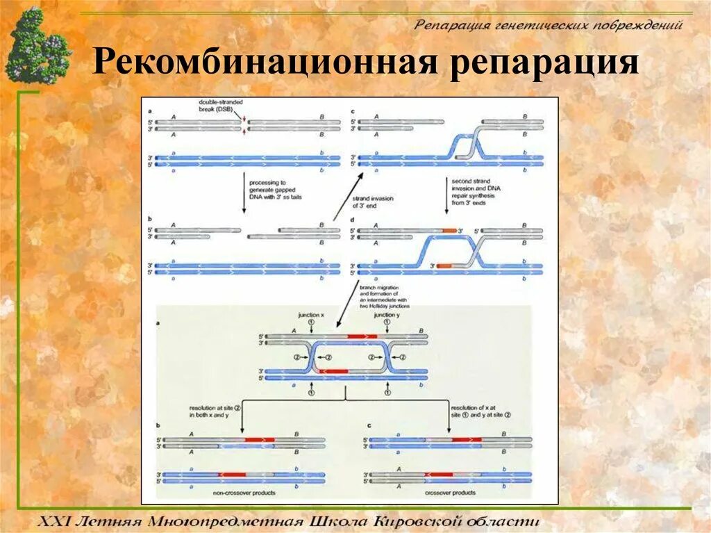 Ферменты репарации днк. Рекомбинационная репарация. Рекомбинационная репарация. Этапы репарации днк. Пострепликативная репарация днк схема.