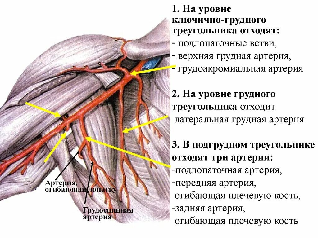 Ветви подмышечной артерии на уровне грудного треугольника. Подключичная артерия, (а. subclavia),. Подмышечная артерия топографическая анатомия. Ветви подмышечной артерии топографическая анатомия.