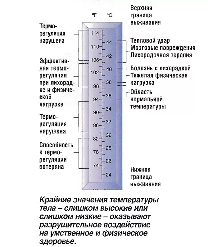 Всегда ли температура. Показатели температуры тела человека. Температура тела человека норма в таблице. Температурная норма человека. Норма температуры у взрослого человека.